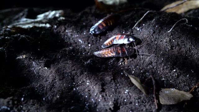 Madagascar hissing cockroach in the night forest. Halloween background