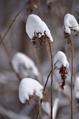 Snow-Capped_Grass_Seedheads