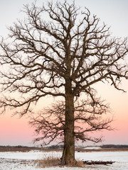 A tree stands in the field