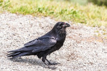 Obraz premium American Raven, Common Raven