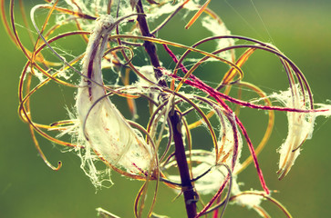 incomprehensible flower in spring with antennae