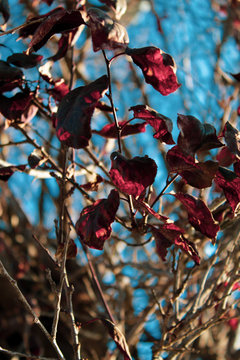 Ojas de Oto&ntilde;o