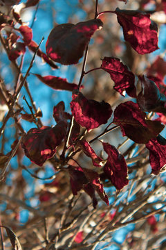 Ojas de Oto&ntilde;o