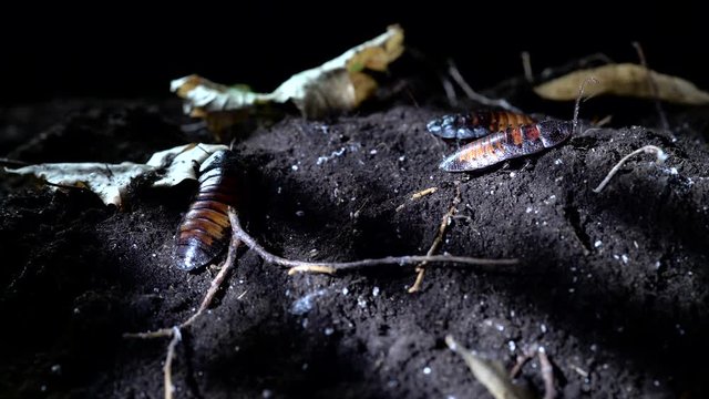 Madagascar Cockroaches crawling on the soil in the night forest.
