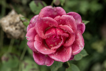 raindrops on a rose flower 