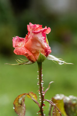 raindrops on a rose flower 