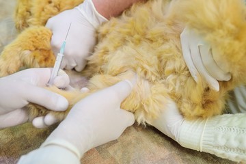 red fluffy cat on examination in a veterinary clinic. Analysis of blood in the animals