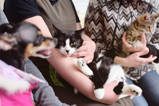 animals - cats and dogs in the queue for examination in a veterinary clinic