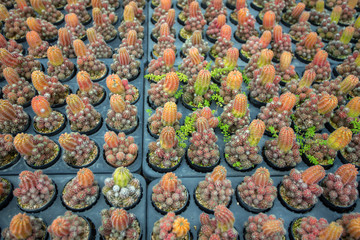 cantus tree planted in a pot with natural light