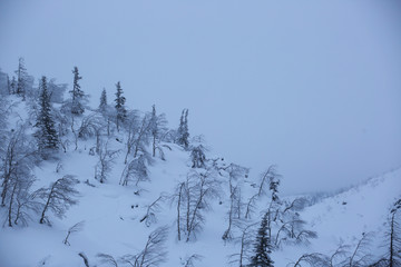 Snow covered northern forest