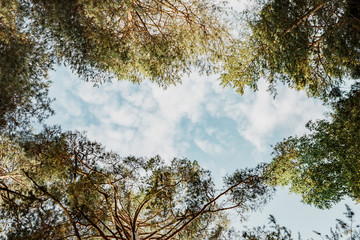 View of trees up. Toned instagram photo.