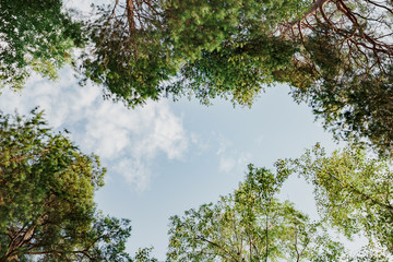 View through the trees upward.