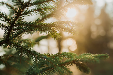 Spruce branches in the forest in the rays of the setting sun.