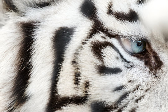 Bengal White Tiger Close Up (Panthera tigris tigris)