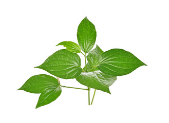 Wildbetal Leafbush on white background