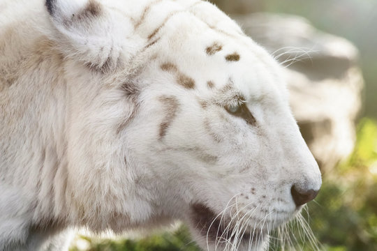 Bengal White Tiger Close Up (Panthera tigris tigris)