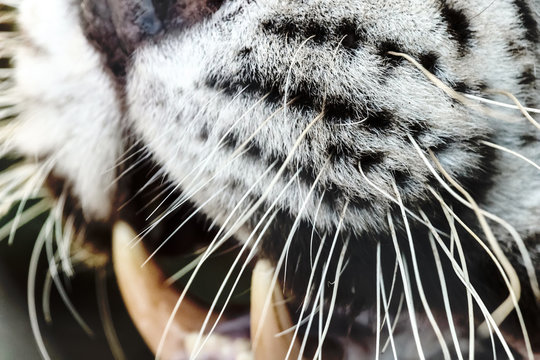 Bengal White Tiger Jaws Close Up (Panthera tigris tigris)