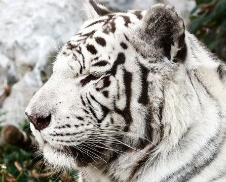 Bengal White Tiger Close Up (Panthera tigris tigris)