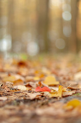 Red leaf 