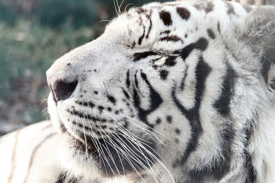 Bengal White Tiger Close Up (Panthera tigris tigris)