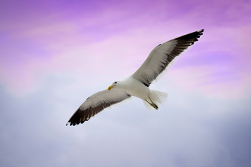Albatroz