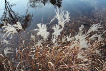 pampas grass over pond