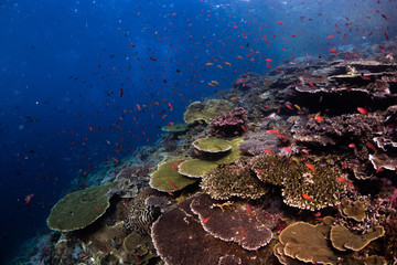 Reef from Komodo National Park