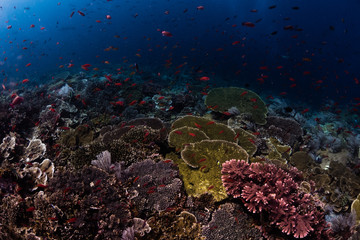 Fototapeta na wymiar Reef from Komodo National Park