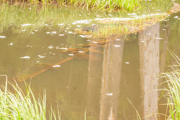 Pond near Yellowstone