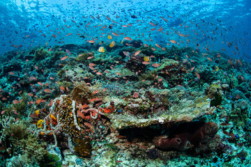Naklejka na ściany i meble Colorful Reef Fish and Corals in Alor, Indonesia