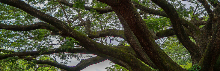 Tree banner with large branches extending out.