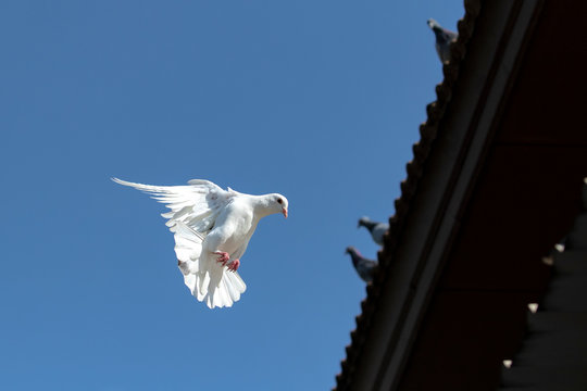 white feather homing pigeon flying against clear blue sky