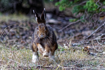 Snowshoe Hare