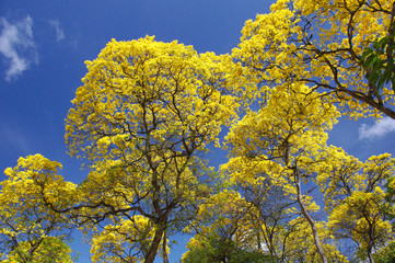 Ipês amarelos floridos