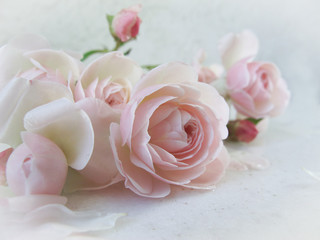 Pink roses isolated on white background. Perfect for background greeting cards and invitations of the wedding, birthday, Valentine's Day, Mother's Day.