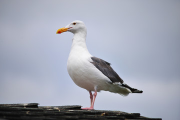 Seagull