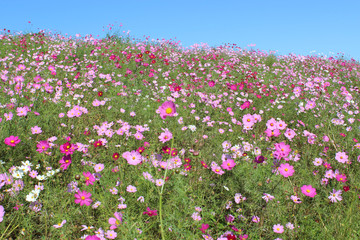 コスモス畑