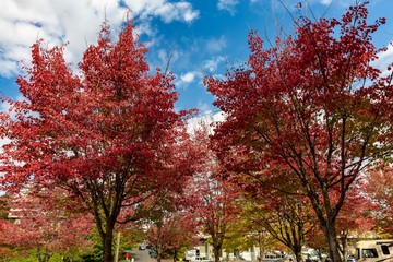 Naklejka premium Fall colors