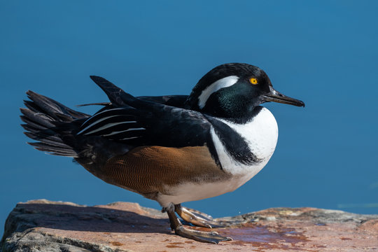 Hooded Merganser