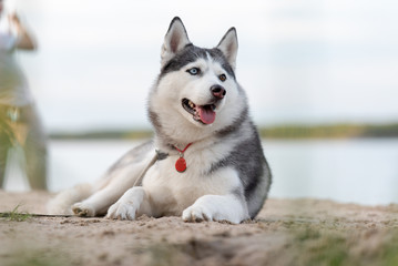 Happy beautiful husky by the lake.
