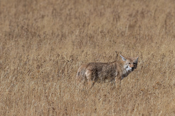 Coyote (canis latrans) hunting in the grasslands