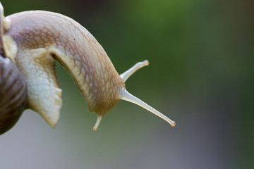 Garden snail portrait