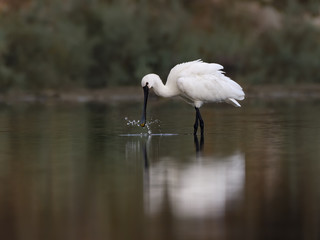 Eurasian Spoonbill with Reflection Foraging on the Pond