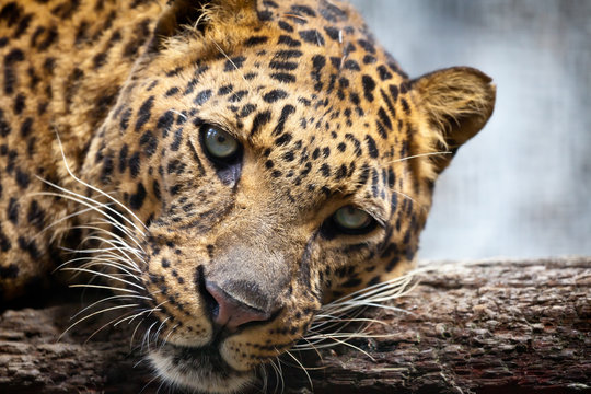 Closeup of a leopard resting its head on a log