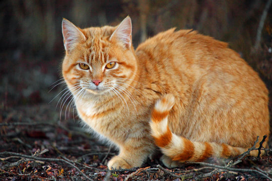 Orange tabby cat with striped tail sitting outside in the garden