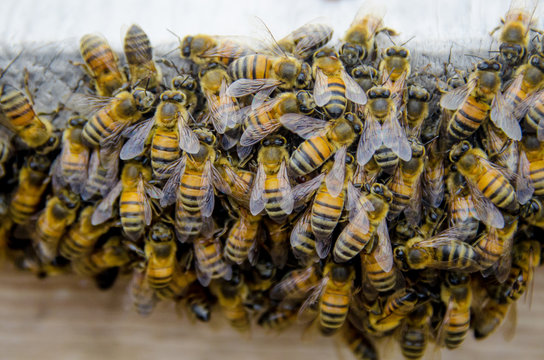 enjambre de abejas colmena amarillas con rayas naturaleza