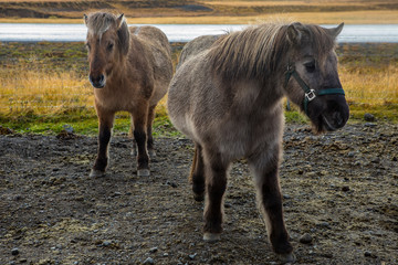 Fototapeta premium Icelandic Horses
