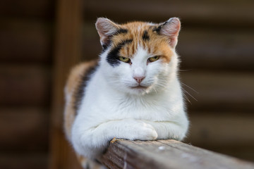 Fototapeta na wymiar calico cat portrait