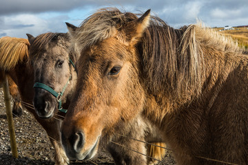 Obraz premium Icelandic Horses