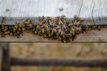 enjambre de abejas colmena amarillas con rayas naturaleza